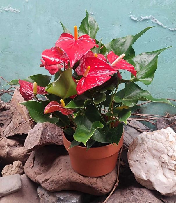 Антуриум ,красный продам