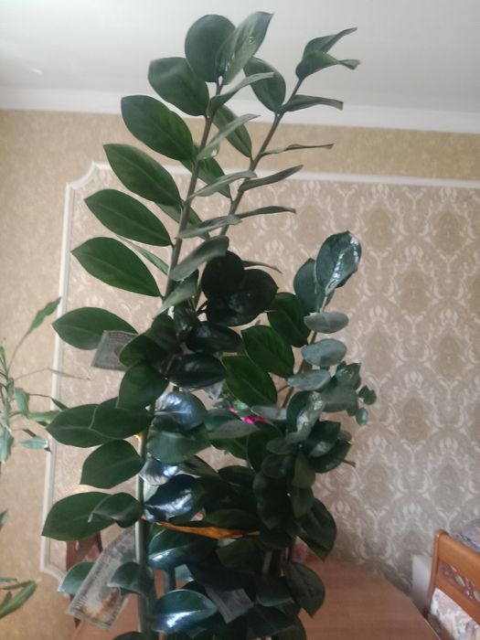 Комнатные растения, долларовое дерево