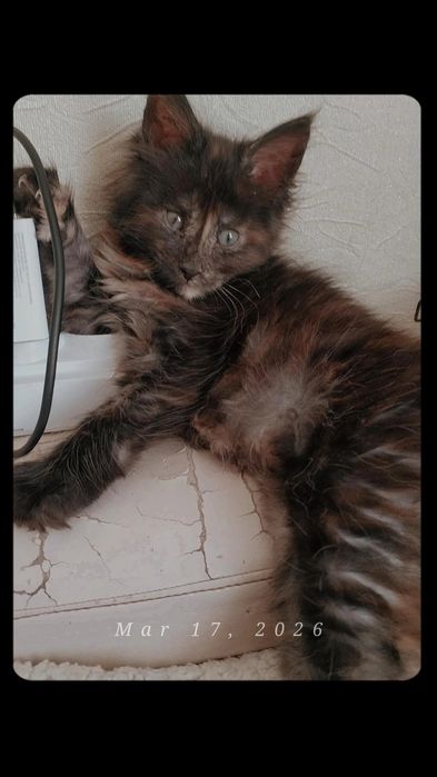 Мейн кун девочка