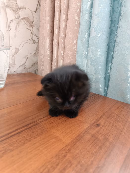 Отдам бесплатно вислоухих котят