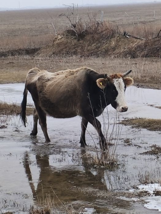 Сүтті сиыр сатылады