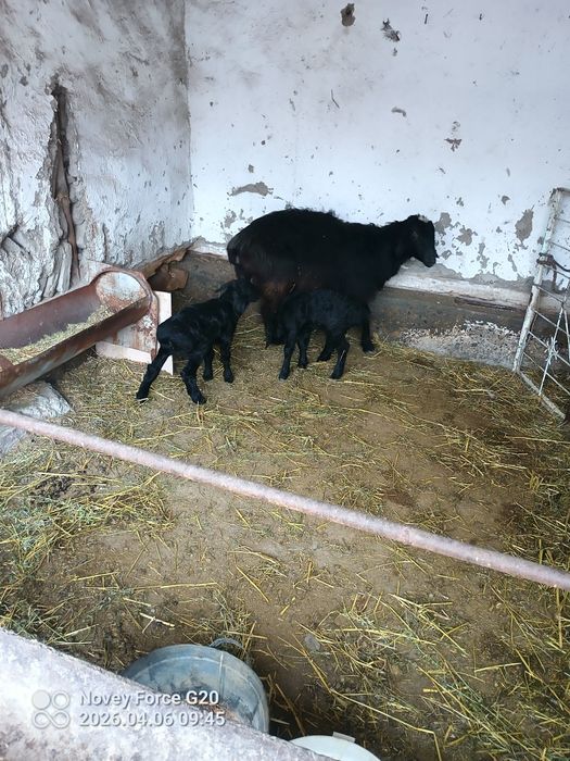 Ona bola bola 2 ta 1 tasi nar 1 tasi moda