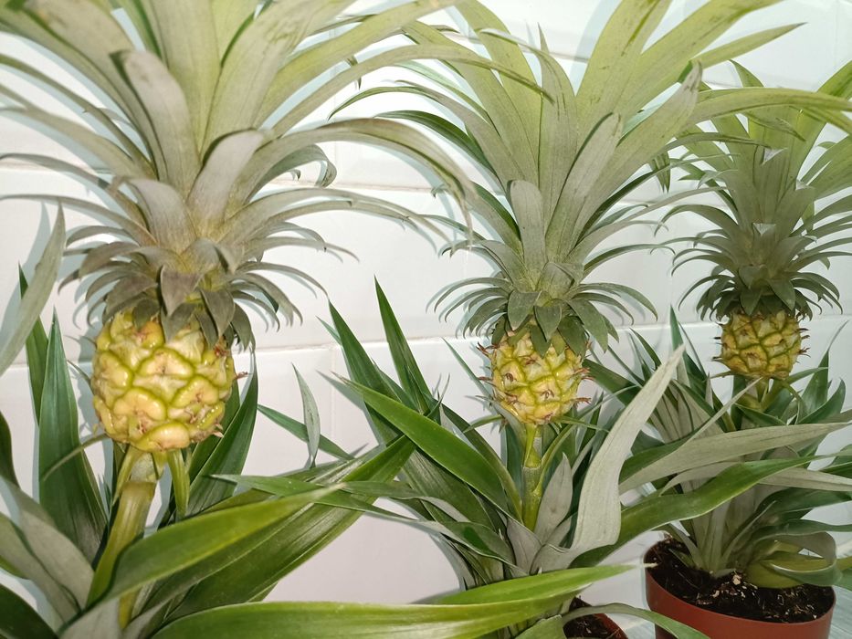 Plante tropicale perene
