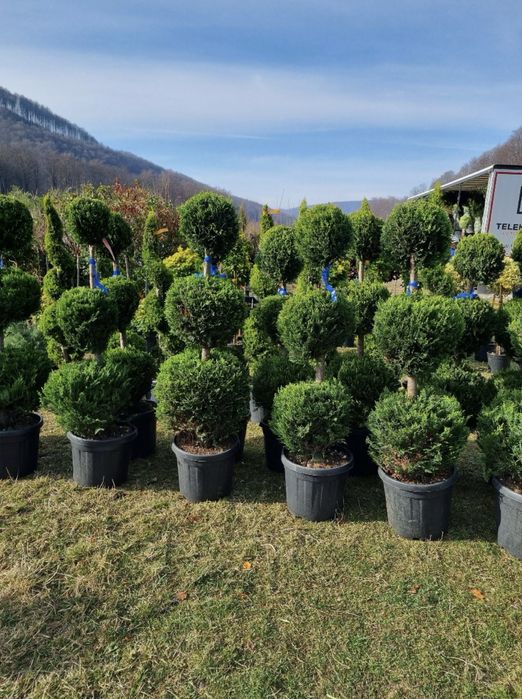 Pom Pon de vânzare – DESIGN DEOSEBIT!