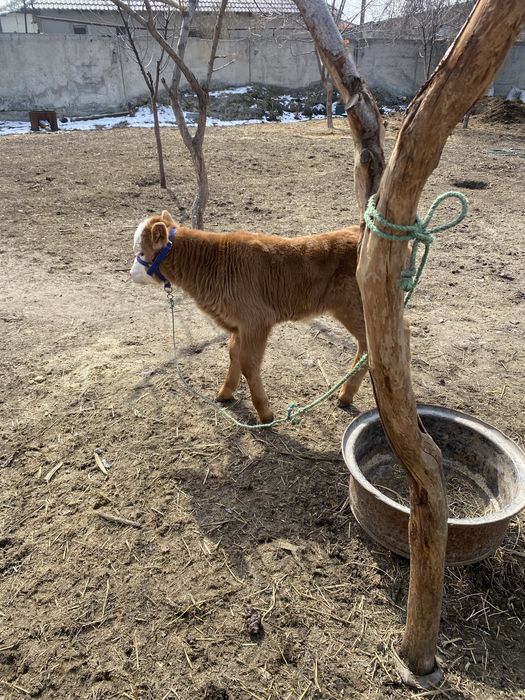 Животные сельхоз/животные