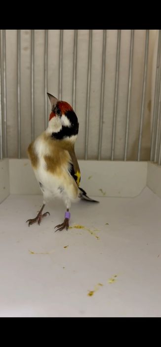 Продаётся щегол черноголовый. Kokil sotiladi