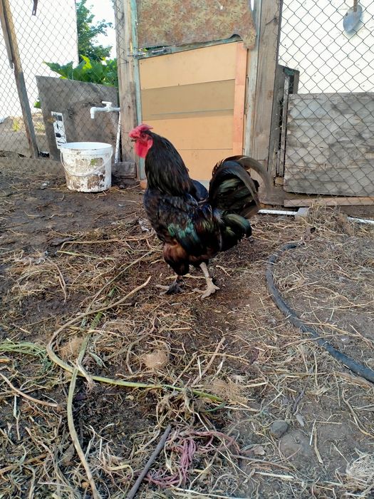 Продам домашних курей и петухов