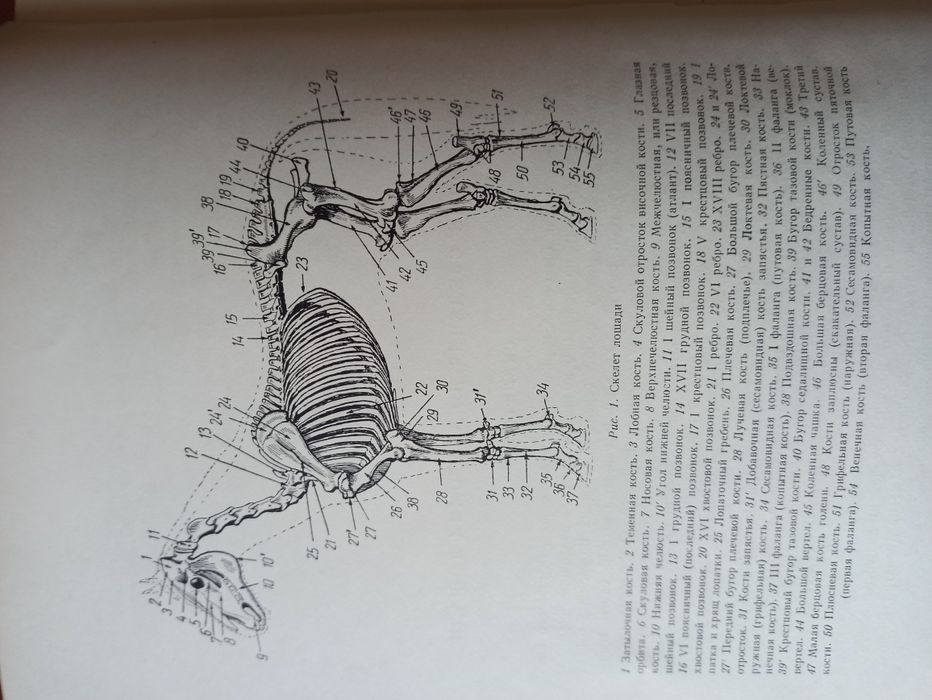 Как рисовать лошадь - Как да нарисуваме кон