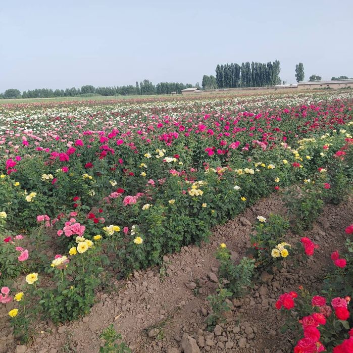 розы саженцы  Роза