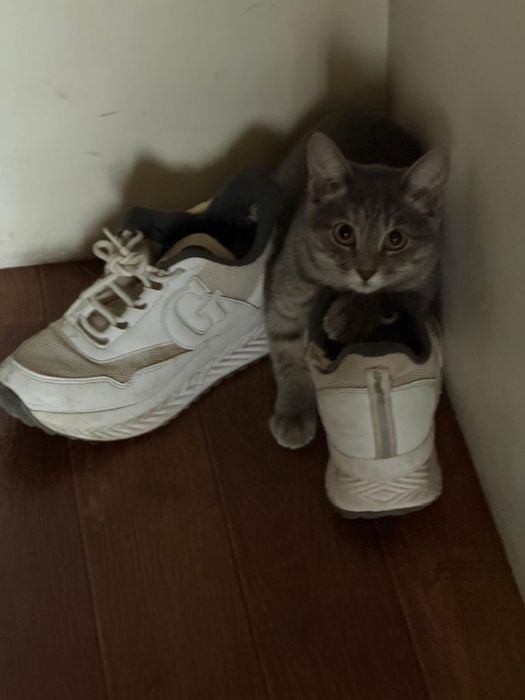 Отдам котят в хорошие руки