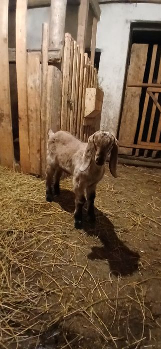 Pereche iezi anglo nubieni!