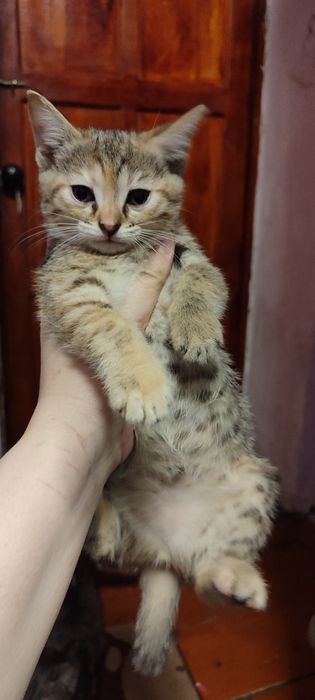 Котята породистые