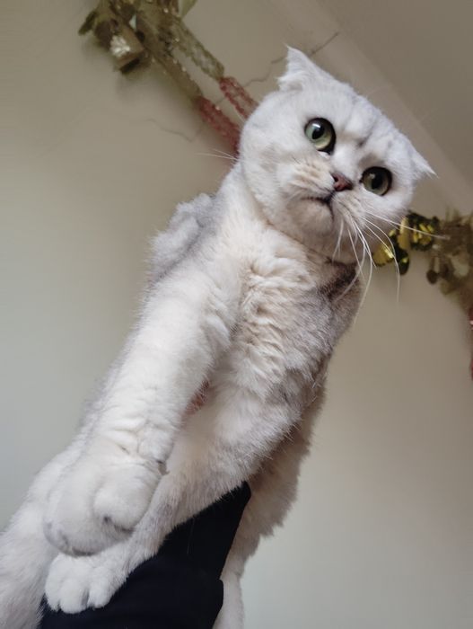 Skotish fold qiz bola mushuk