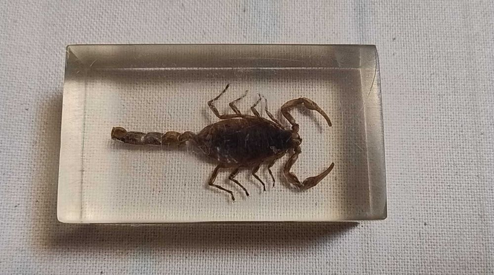 Insecte reale conservate în rășină sintetică - seria de la Deagostini