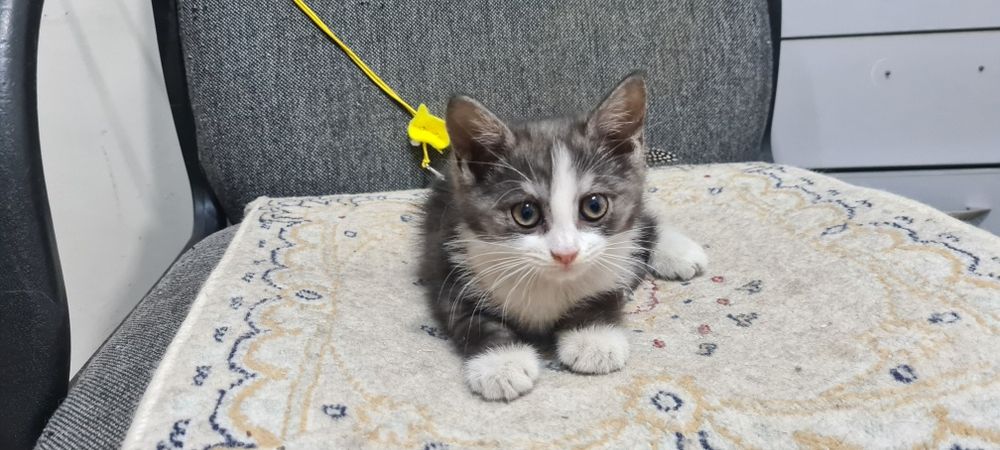 Отдам красивую кошечку