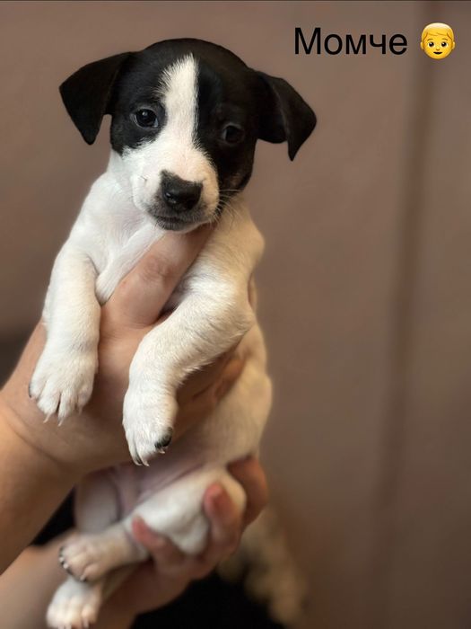 Бебета Джак Ръсел за продажба