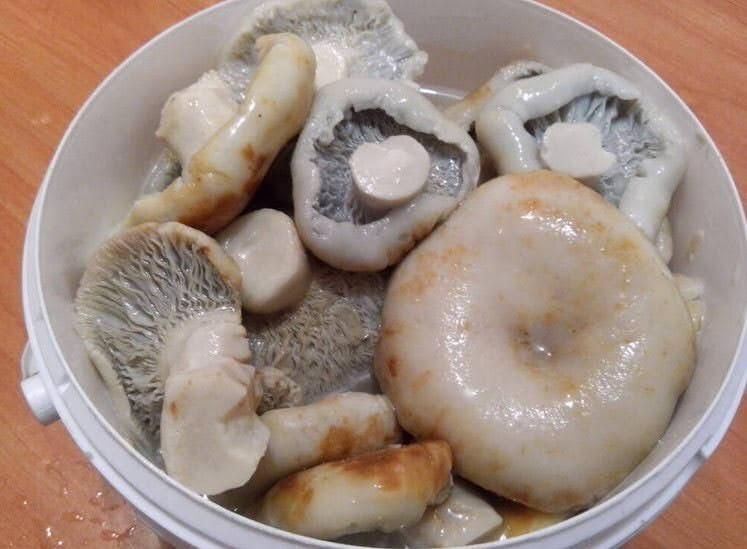 грузди грибы 2990 тг