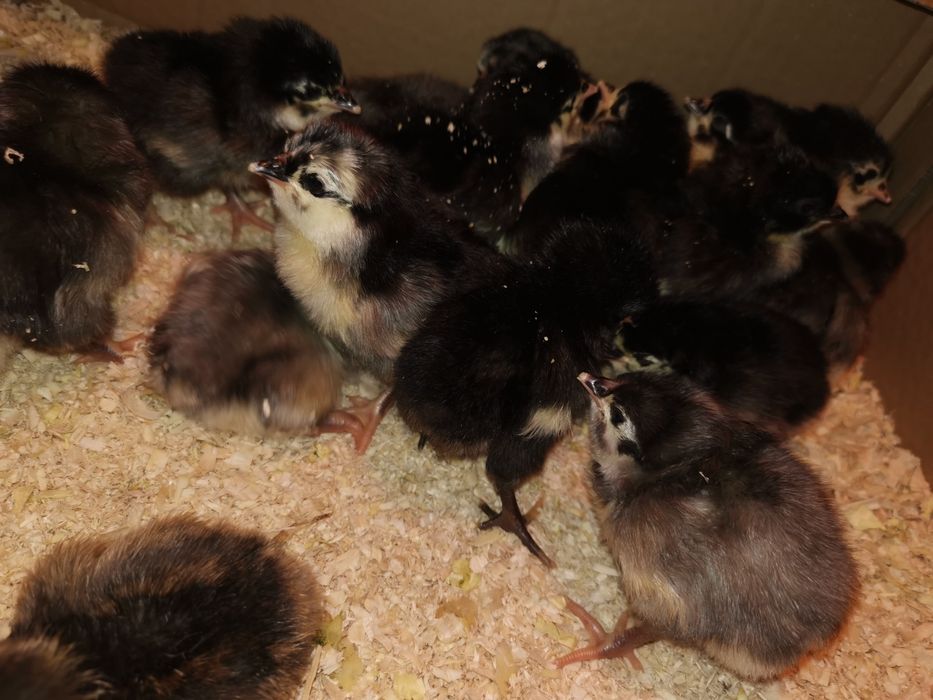 Oua de incubat si pui din  rasa de gaini  Australorp negru si  albastru
