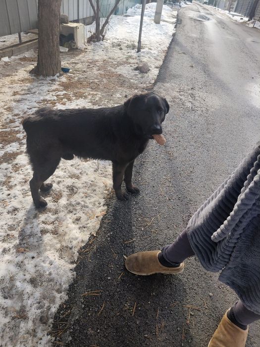 Срочно отдам собаку