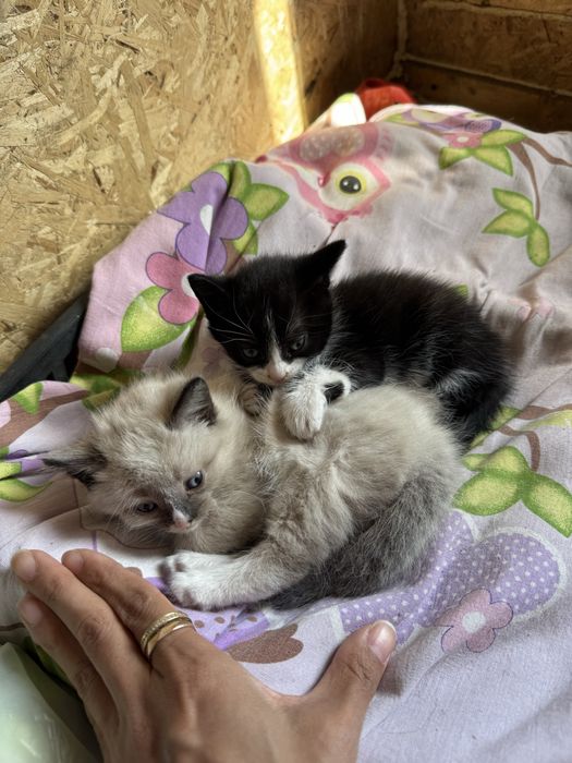 Отдаю котят в хорошие руки (девочки)