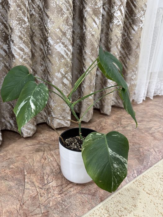 Продам Монстеру Альба