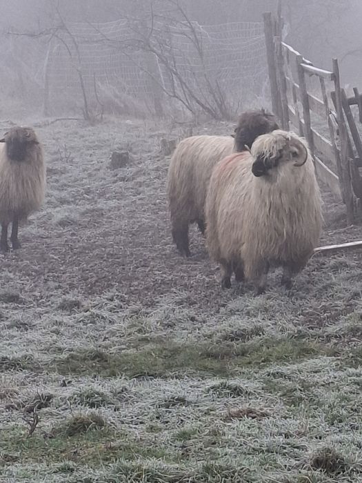 De vanzare 12 oi si un berbecut