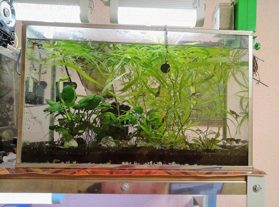 acvarii cu pesti si plante
