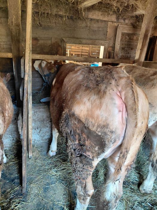 Vand 2 junicii baltatate