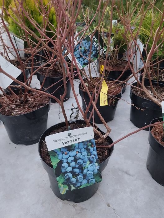 Азалия, Магнолия, Глициния Голубика