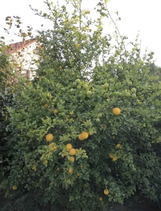 Lămâi rezistent.
