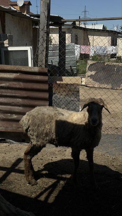 Продам кочкара кастрат