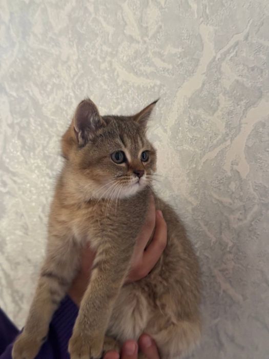 светло золотая шиншилла