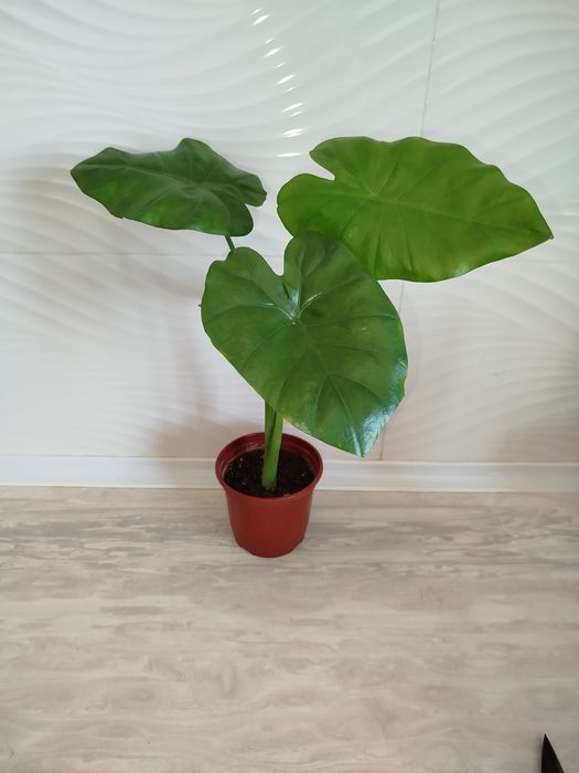 Alakaziya makro karpa