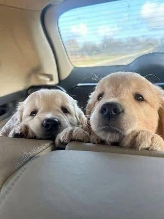 Голдън ретривър момче