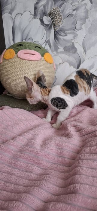 Котята донского сфинкса