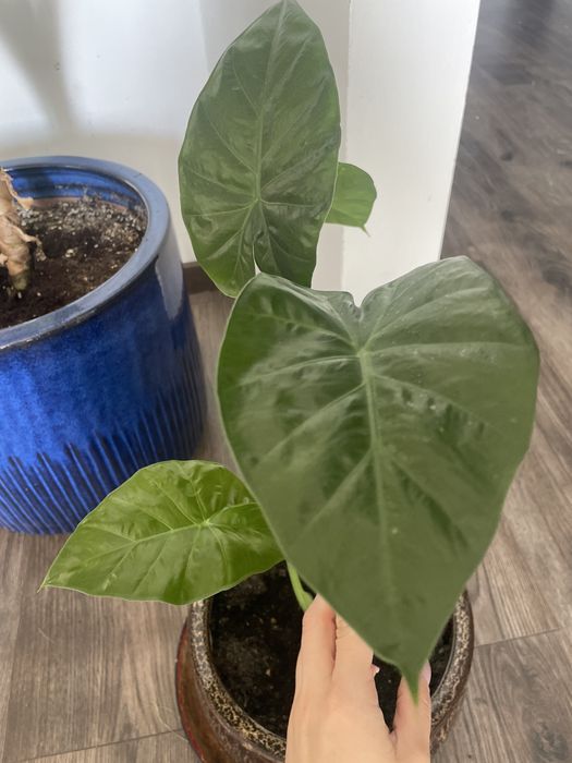 vand Alocasia pui 50cm