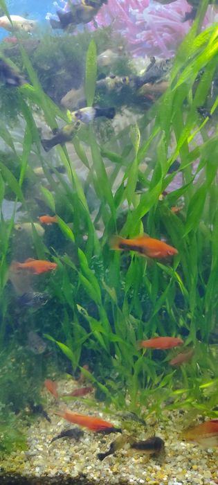 Валиснерия гиганская.