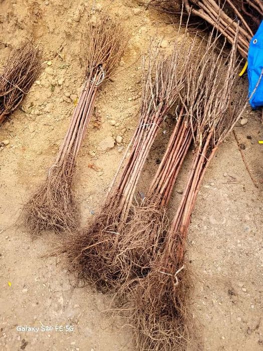 Pruni Stanley, top taste, diverse soiuri de Ciresi pe Gisella livrare