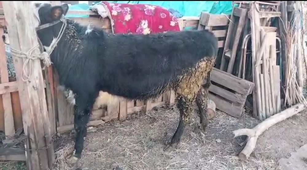 Продам телочку справная