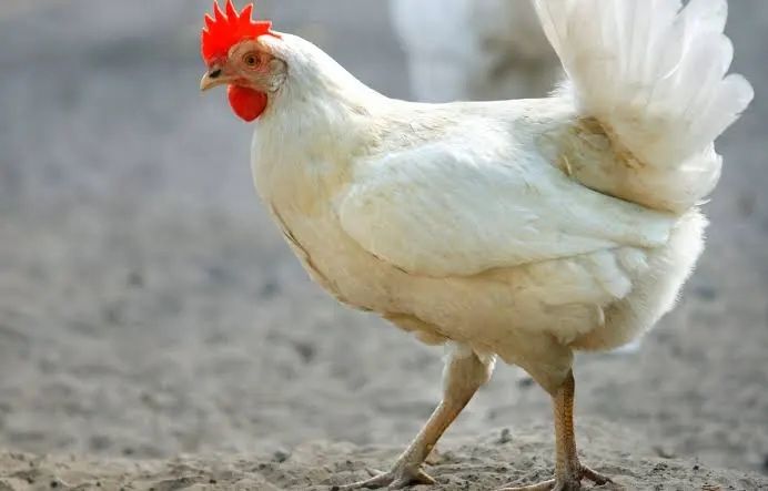 Продам Курей,цыплят ,утят