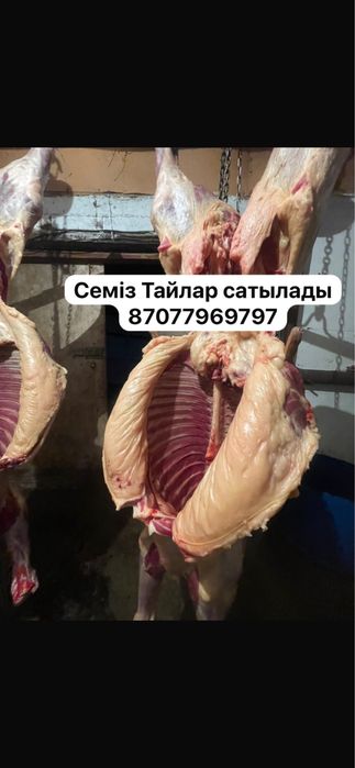 Семіз Тайлар сатылады