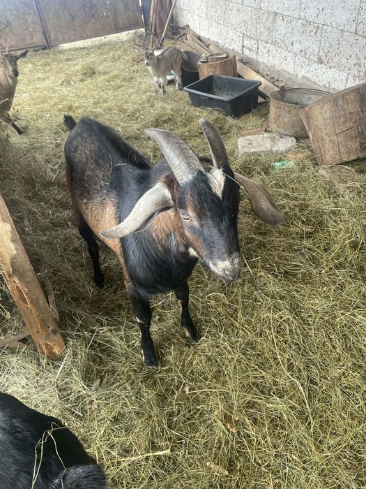 Vând țap Anglo Lubian