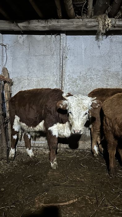 Тайыншы 1.5 жасар еркек бұзаулар