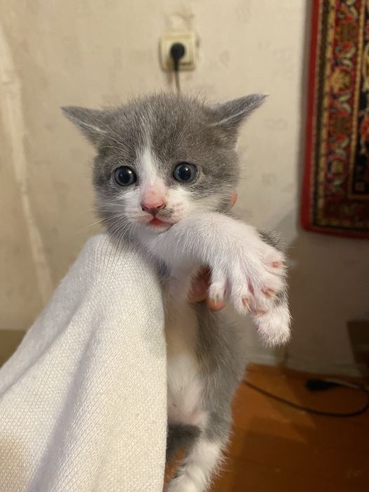 Котята БЕСПЛАТНО в добрые руки
