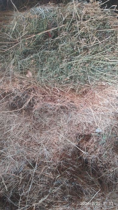 Беда пичан сотилади 80 бог