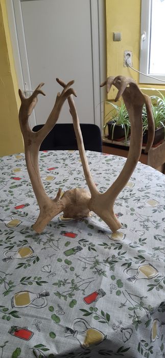 Северен елен рядък ловен трофей