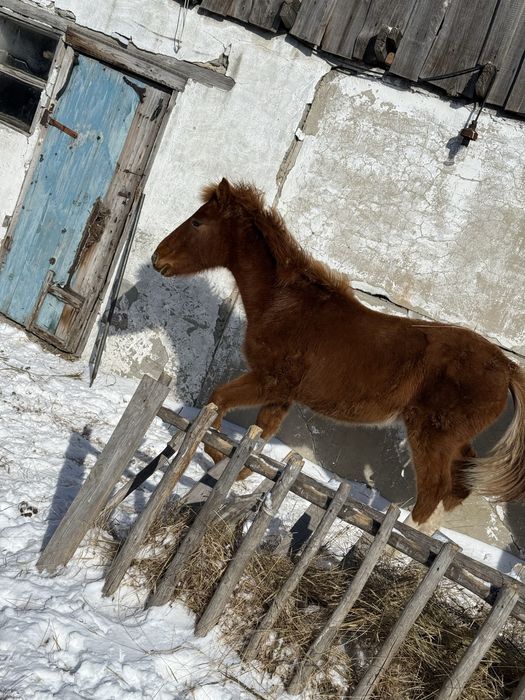 Продам Еркек Жабагы