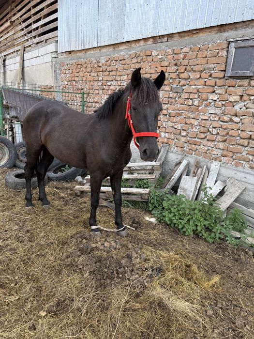 Iapa neagra , un an si 5 luni