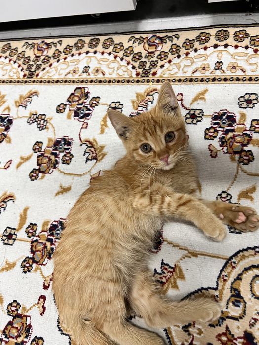 Отдам котенка сладкого