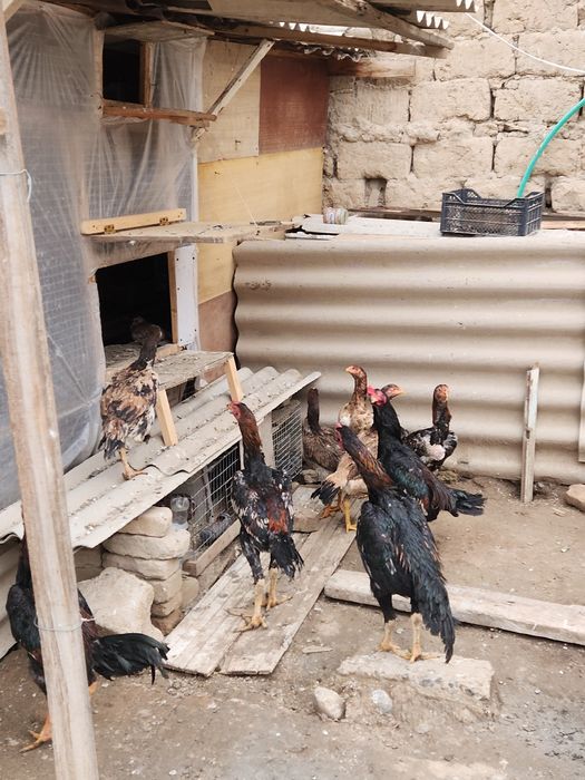 Пародистые куры бойцовские